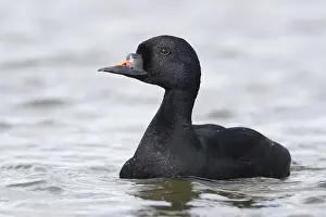 Bilder Datiert 27. Mai 2017: Common Scoter
