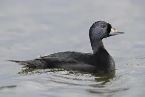 European Birdlife Photography Drucke: Common Scoter