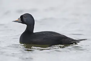 Daytime Bird Photography Tips Drucke: Common Scoter