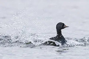 Wild Animal Portrait Photography Drucke: Common Scoter