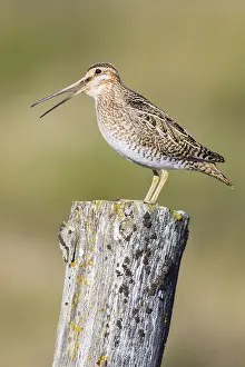 European Waders Drucke: Common Snipe