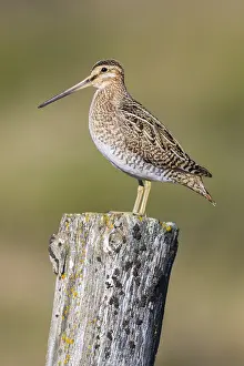 Wader Bird Species Drucke: Common Snipe