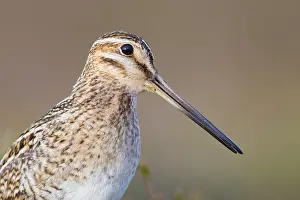 Wild Animal Portrait Photography Drucke: Common Snipe