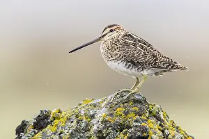 Shorebird Species Drucke: Common Snipe
