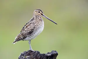 Charadriiformes Order Birds Drucke: Common Snipe