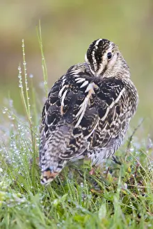 Charadriiformes Species List Drucke: Common Snipe