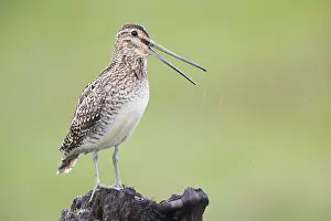 Shorebird Species Drucke: Common Snipe