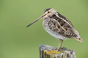 Charadriiformes Species List Drucke: Common Snipe