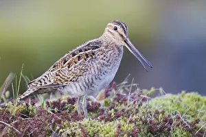 Shorebird Species Drucke: Common Snipe