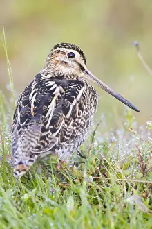Snipe Bird Species Drucke: Common Snipe
