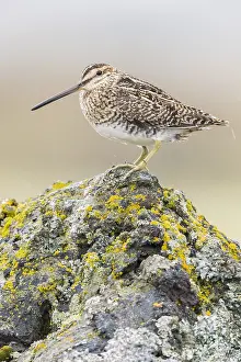 Snipe Bird Species Drucke: Common Snipe