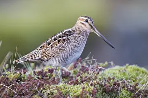 Shorebird Species Drucke: Common Snipe
