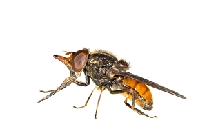 White Background Insect Photography Drucke: Common Snout-hoverfly, Rhingia campestris