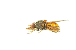White Background Insects Drucke: Common Snout-hoverfly, Rhingia campestris