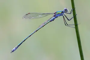 European Damselfly Drucke: Common Spreadwing; Lestes sponsa