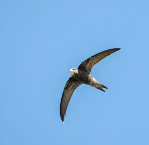 Apus Apus Species Drucke: Common Swift, Apus apus