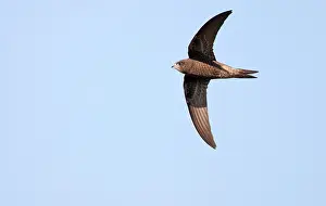 Common Swift Bird Drucke: Common Swift, Apus apus