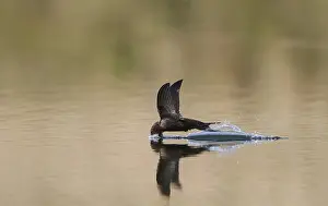 Common Swift Bird Drucke: Common Swift, Apus apus