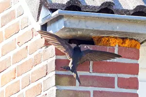 Wildlife In Netherlands Drucke: Common Swift, Apus apus
