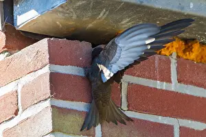 Apus Apus Drucke: Common Swift, Apus apus