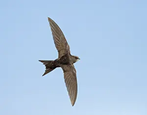 Common Swift Bird Drucke: Common Swift; Apus apus