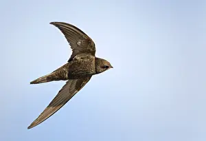 Netherlands Nature Photography Drucke: Common Swift, Apus apus