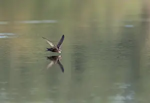 Common Swift In Flight Drucke: Common Swift, Apus apus