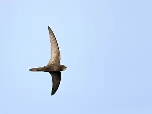 Outdoor Wildlife Photography Tips Drucke: Common Swift, Apus apus