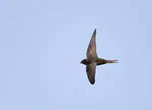 Common Swift, Apus apus