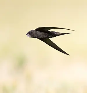 Netherlands Nature Photography Drucke: Common Swift, Apus apus