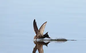 Outdoor Wildlife Photography Tips Drucke: Common Swift, Apus apus