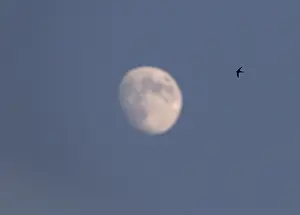 Common Swift In Flight Drucke: Common Swift, Apus apus