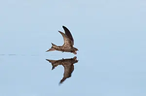 Bird In Flight Photography Drucke: Common Swift, Apus apus