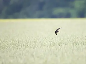 Natural Environment Animal Pictures Drucke: Common Swift, Apus apus