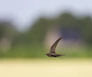 Common Swift In Flight Drucke: Common Swift, Apus apus