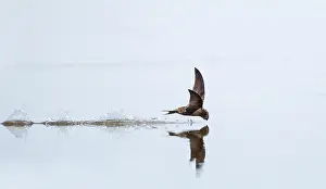 Common Swift In Flight Drucke: Common Swift; Apus apus