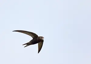Netherlands Nature Photography Drucke: Common Swift, Apus apus