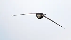 Natural Environment Animal Images Drucke: Common Swift, Apus apus