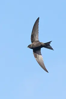 Common Swift, Apus apus