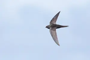 Common Swift Drucke: Common Swift, Apus apus