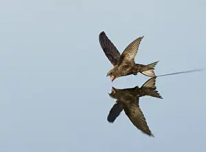 Bilder Datiert 16. Juni 2023: Common Swift; Apus apus