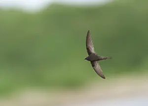 Common Swift Drucke: Common Swift;Apus apus