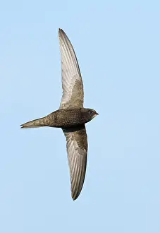 Common Swift Drucke: Common Swift;Apus apus