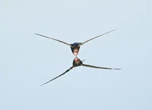 Bird In Water Reflection Drucke: Common Swift;Apus apus