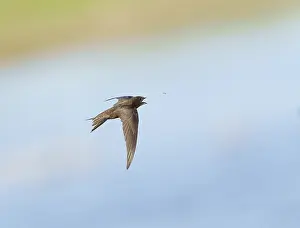 Europe Wildlife Drucke: Common Swift;Apus apus