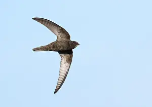 Common Swift Drucke: Common Swift;Apus apus