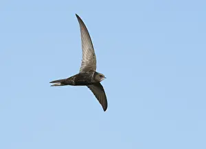 Common Swift Bird Drucke: Common Swift;Apus apus