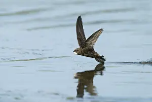Gemeiner Schwalbenstar; Apus apus