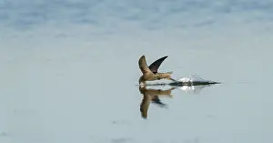 Apus Apus Drucke: Common Swift;Apus apus