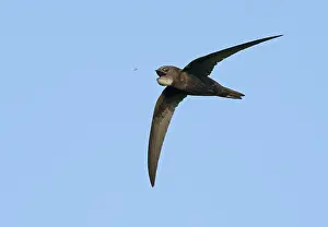 Grauschnäppchen; Apus apus